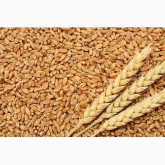 Купим пшеницу, кукурузу, сою, сорго, лён, рапс, Киев