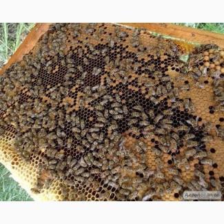 Продам пчёлопакеты сумской породы
