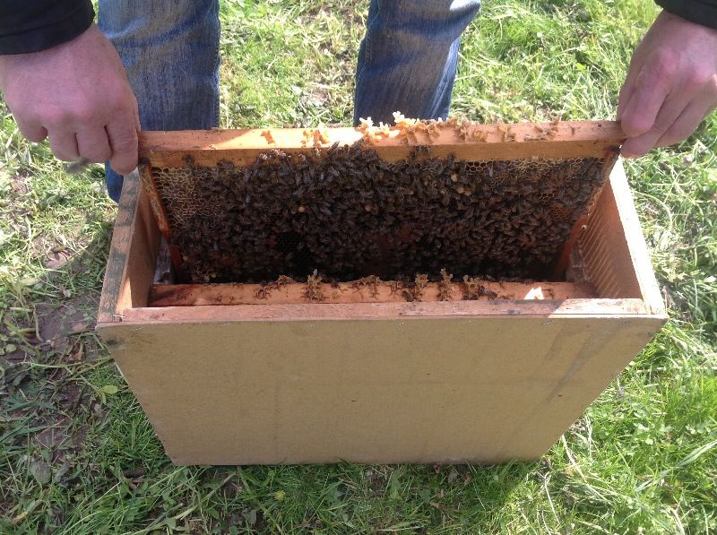 Фото 2. Продам пчёлопакеты сумской породы