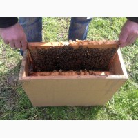 Продам пчёлопакеты сумской породы