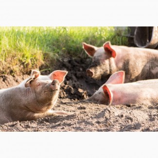 Куплю свиней свиноматок