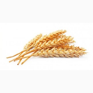 Куплю пшеницу по Черниговской области от 20 т за наличный расчет