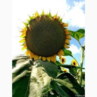 Рекольд насіння гранстаростiйк. гiбрида соняшника (стандарт)