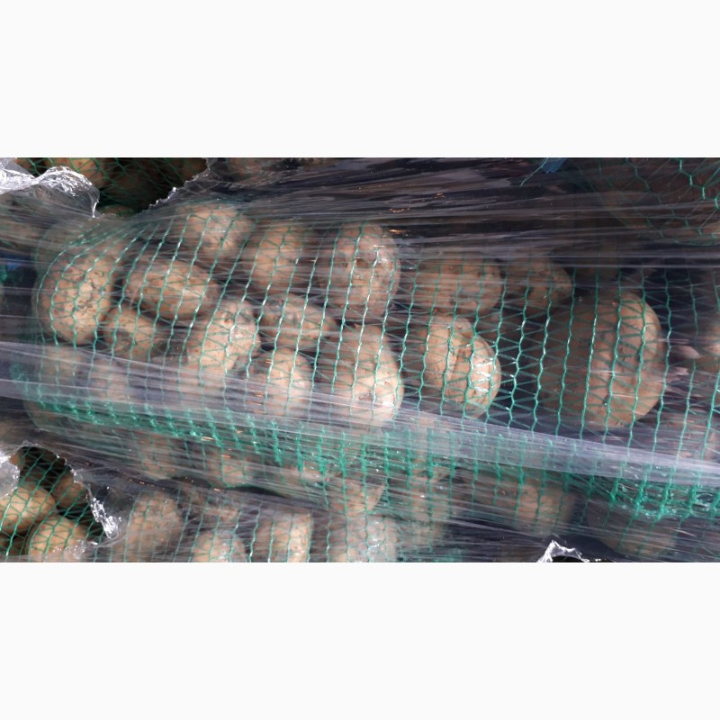 Фото 4. Продам раннюю картошку Азербайджан. Перебранная в сетки. Цена 9гр