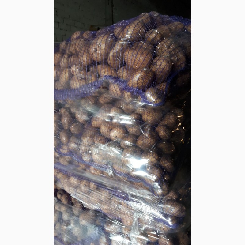 Фото 5. Продам раннюю картошку Азербайджан. Перебранная в сетки. Цена 9гр