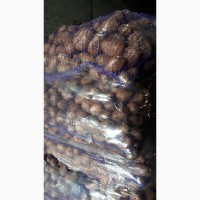 Продам раннюю картошку Азербайджан. Перебранная в сетки. Цена 9гр