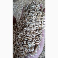 Семена ярового ячменя Моурави - элита (Украина)