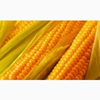 Закупаем Урожай кукурузы