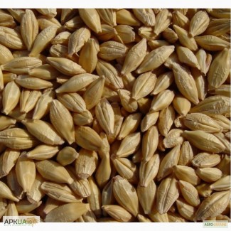 Предлагаем семена канадского ярового ячменя - сорт «Дункан», 1 репродукция