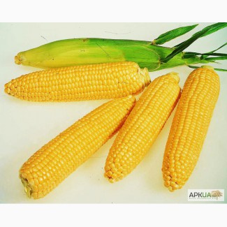 Продажа семян кукурузы и средств защиты растений