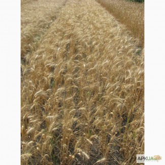 Семена пшеницы озимой - сорт Колумбия. 1 репродукция