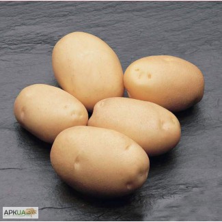 Продам элитные сорта картофеля для посадки от 100кг