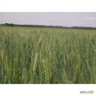 Продам семена озимой пшеницы
