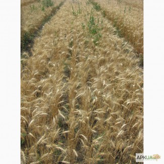 Семена пшеницы озимой - сорт Солнышко. 1 репродукция