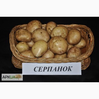 Картопля Серпанок оптом за ціною виробника