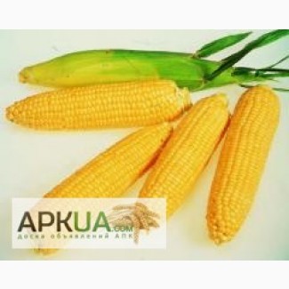 Продам семена кукурузы Оржица 237 МВ