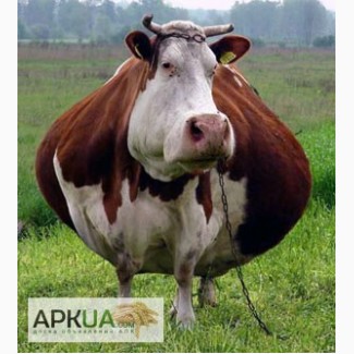 Закупаем коров на забой от 400 кг по высокой цене, только ОПТ
