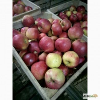 Продам яблука, НИЗЬКА ЦІНА, розпродаж