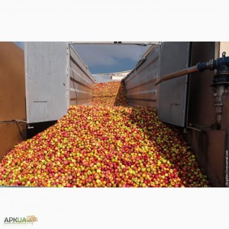 Консервний завод закуповує яблуко для переробки