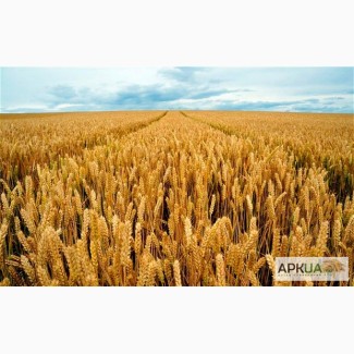 Семена озимой пшеницы от производителя ( СемКом DER TREY )