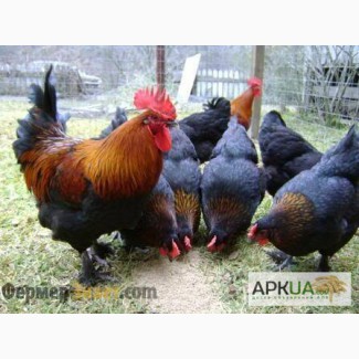 Куплю подрощенных цыплят породы медно-черный Маран(Маранс)