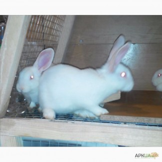 Продам Кролик Белый Паннон: Молодняк самки и самцы и Мясо кролика