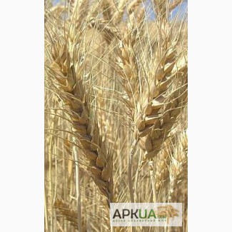 Продаем семена чешской яровой пшеницы сорт Аранка. Элита и 1 репродукция