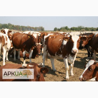 Ферма придбає дійных корів та телят на утримання