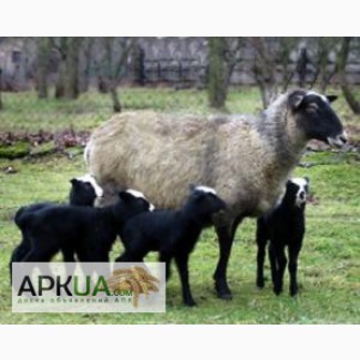 Продам семью овец романовской породы на розвод