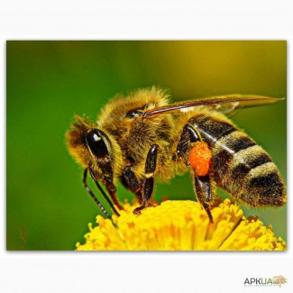 Продам пчелосемьи степной породы