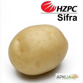 Насіннєва картопля Сіфра