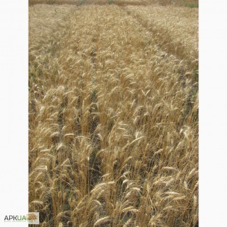 Семена пшеницы озимой - сорт Солоха. 1 репродукция
