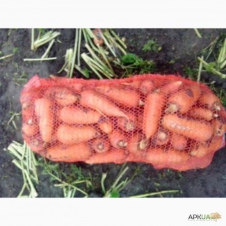 Морковь крупный ОПТ