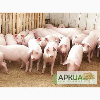 Продам свиней породы Ландрас