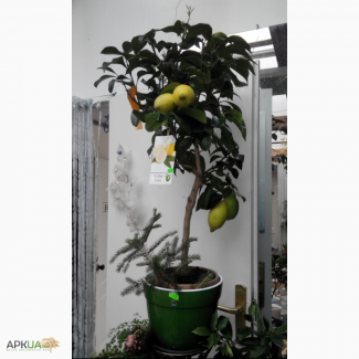 Лимонное дерево (с плодами)