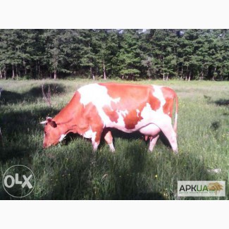 Продам високопродуктивну корову ( червоно-ряба). Вік 9 років