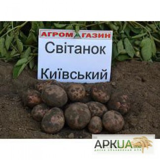 Картопля сортова Світанок Київський, якісна, опт від 10тонн