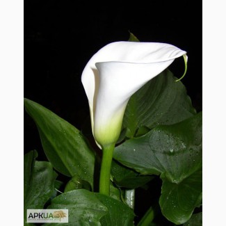 Продам цветы каллы ( калла эфиопская белая) по очень выгодной цене