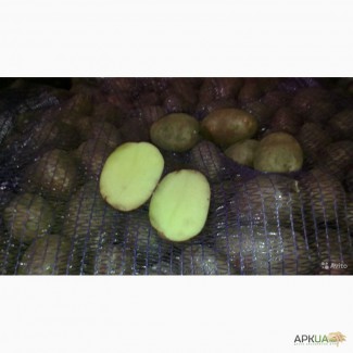 Продам картофель в хорошем состоянии, сорт Рокко от 500 кг. в Курахово Донецкая обл