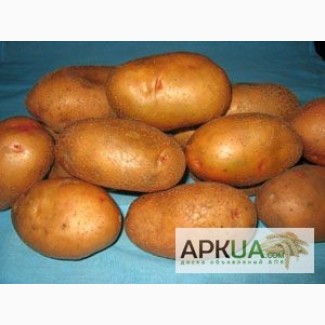 Купуйте в Полтаві оптом насіннєву картоплю. Виробник – ФХ «Царіцино»