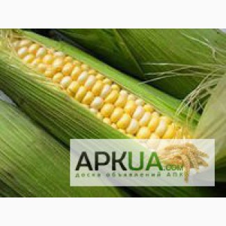 Куплю кукурузу по Луганской области - регулярно