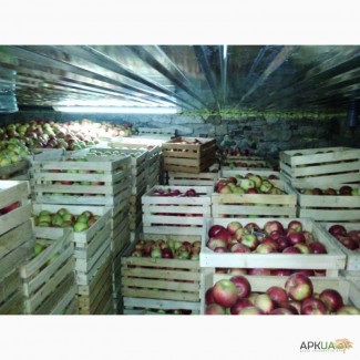 Продам оптом яблоки ИЗ СВОЕГО САДА, отличная цена, первый и высший сорт