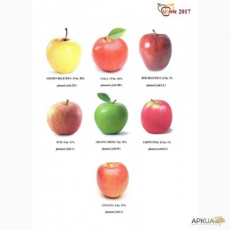 Продам яблоки (на урожай 2017г)