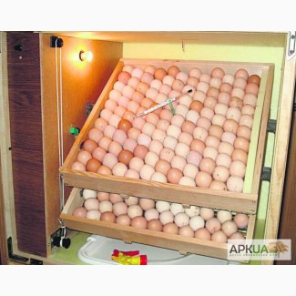 Яйцо инкубационное несушка