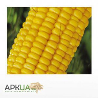 Продам гербіциди для захисту посівів кукурудзи, соняшника, сої