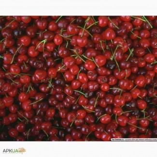 Плодоконсервный завод приглашает к сотрудничеству заготовителей вишни, яблок