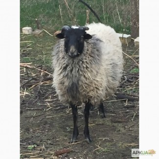 Продам овец и баранов романовской породы