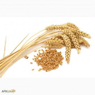 Куплю пшеницу фуражную и 3 класс по луганской области