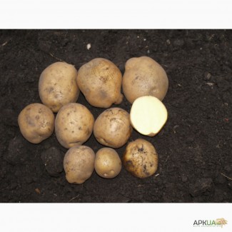 Голандська насіннева картопля, компанія Агріко Україна.