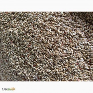 Семена суданская трава